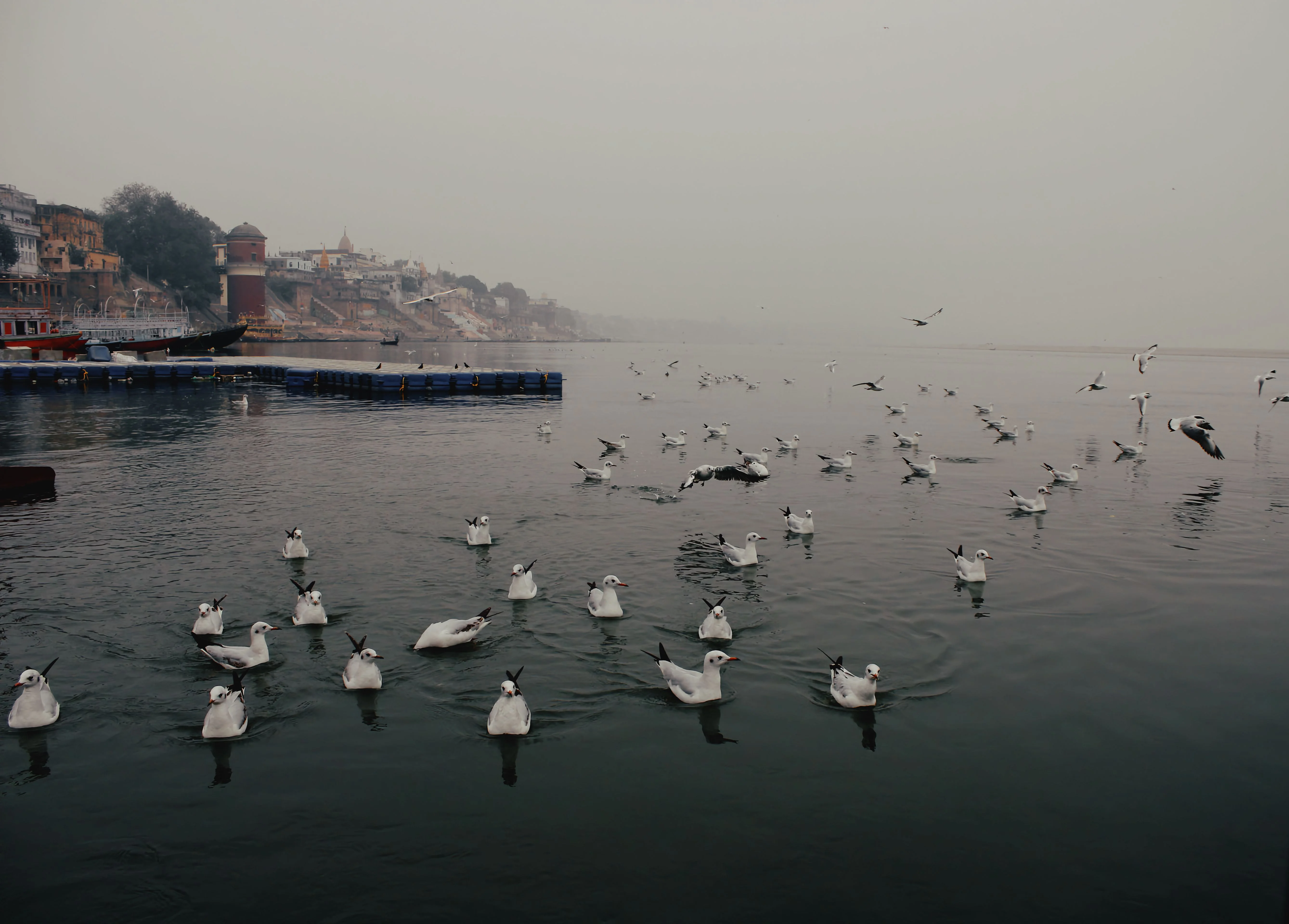A flock of Siberian gulls resting and flying over the Ganges river in Varanasi on a misty winter morning